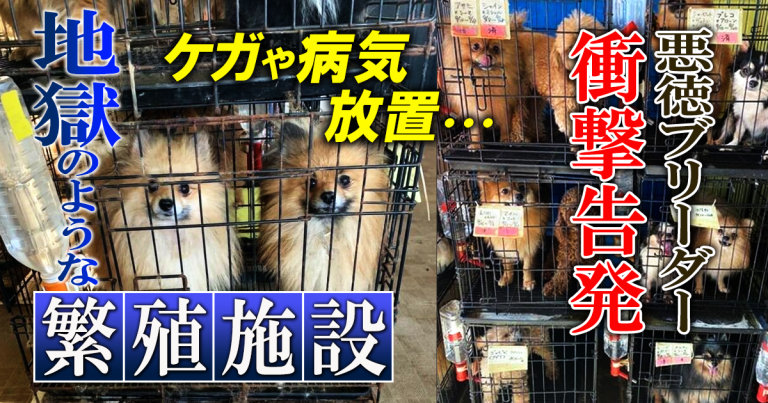 大阪の寝屋川市で発生した事件について