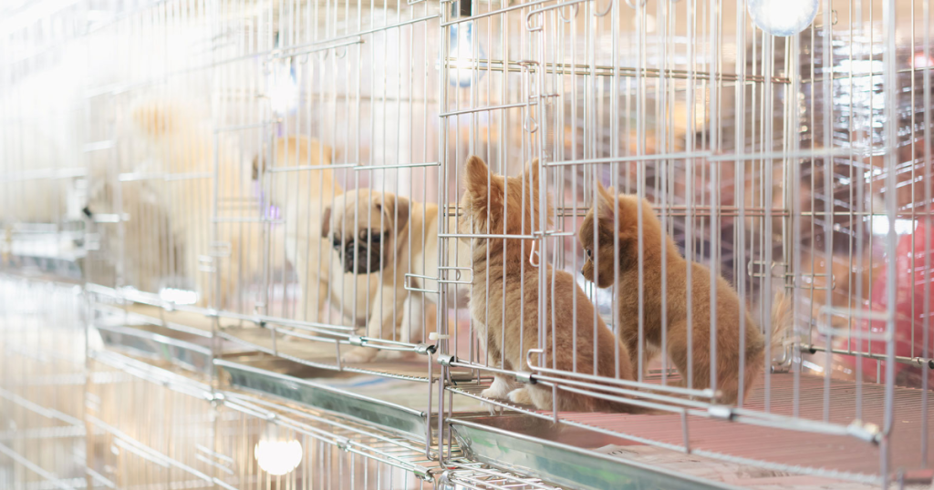 ペットショップで檻に入れられた、展示販売される子犬と子猫たち