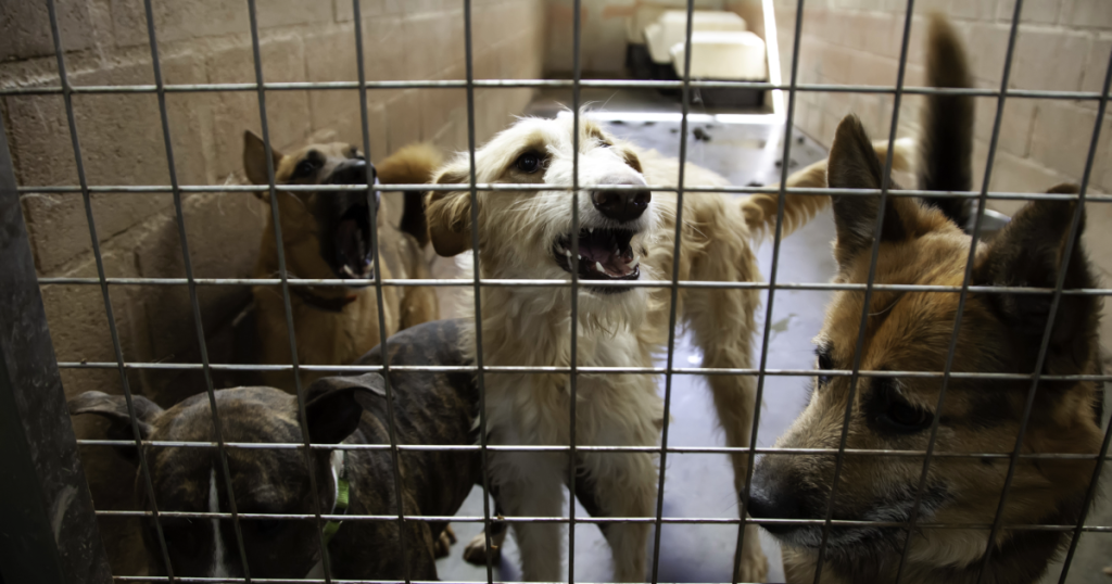 檻の中で殺処分を待つ、多数の悲しそうな犬たち