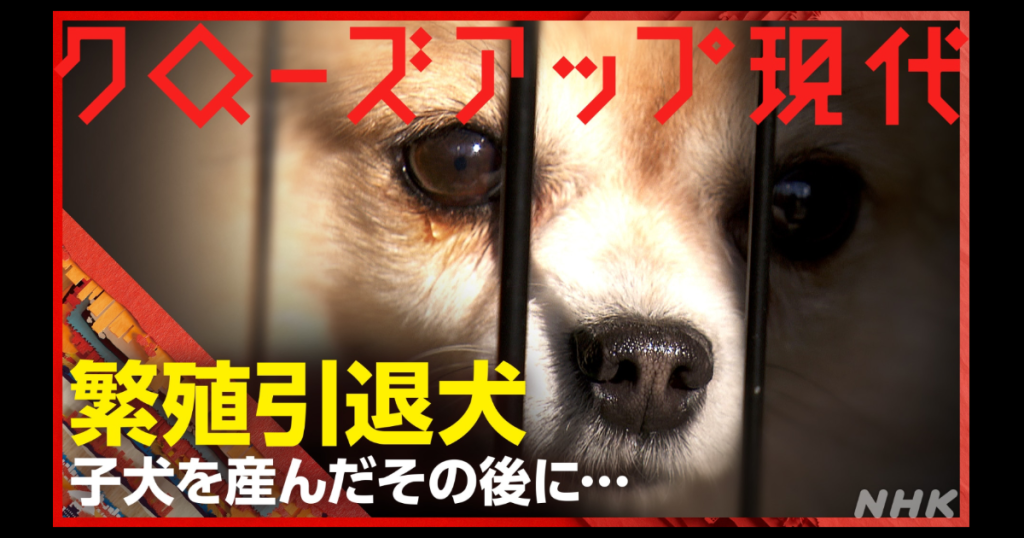 NHK クローズアップ現代 繁殖引退犬 子犬を産んだその後に...