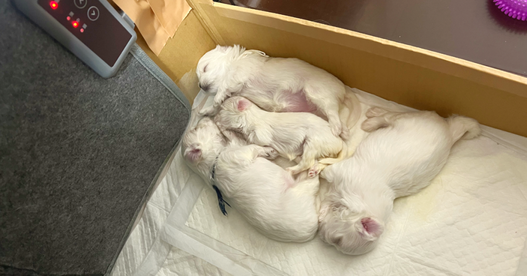 3月18日にケイツが出産した4頭のマルチーズの子犬