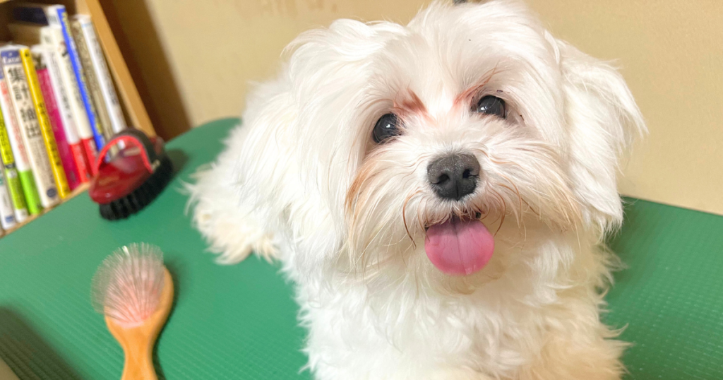 京都のマルチーズ専門犬舎の父犬アンディ。7月に出産予定の子犬たちの父親で、チャンピオン犬の血を引く良血統のマルチーズ。