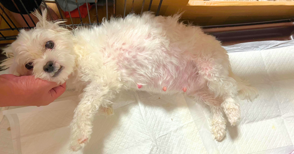 7月に出産予定の母犬の一頭、アンナの過去の妊娠時の写真。ペットシートの上で大きなお腹を抱えている。母性豊かで愛情深い性格のマルチーズ。