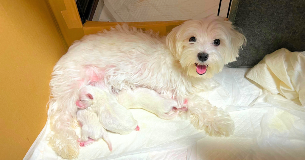 7月に出産予定の母犬の一頭、ケイツが過去に生まれた子犬たちに授乳している様子。おっとりした性格で、安心して子育てをする姿が写っている。