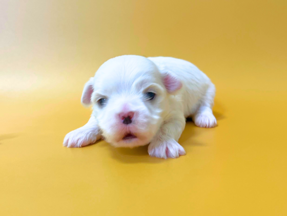 ダウラの男の子（長男）