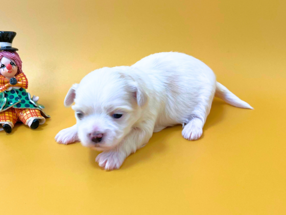 ダウラの女の子（長女）