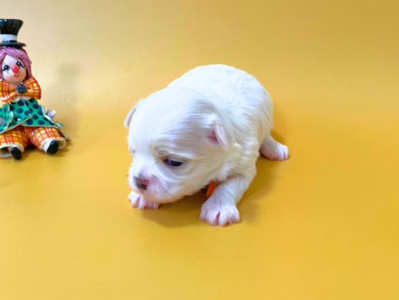 ダウラの女の子（次女）