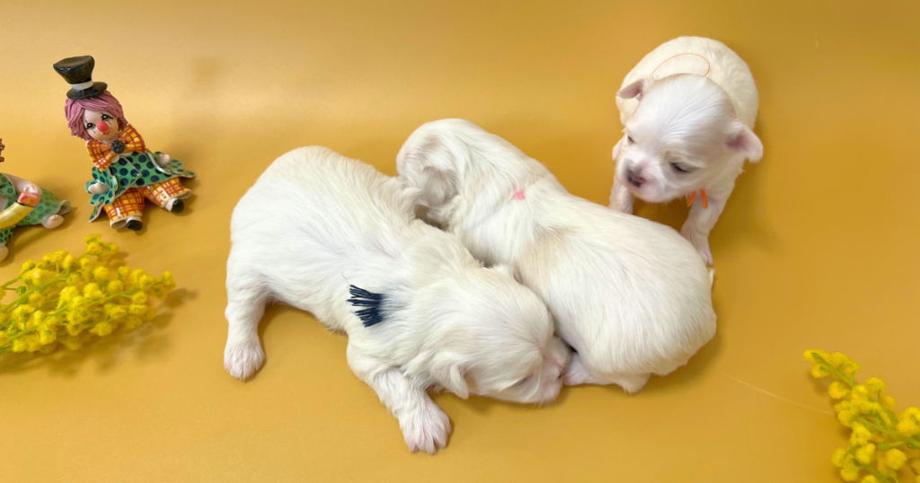 12月19日生まれ、ダウラのマルチーズ子犬3頭。黄色い背景で寄り添って眠る様子