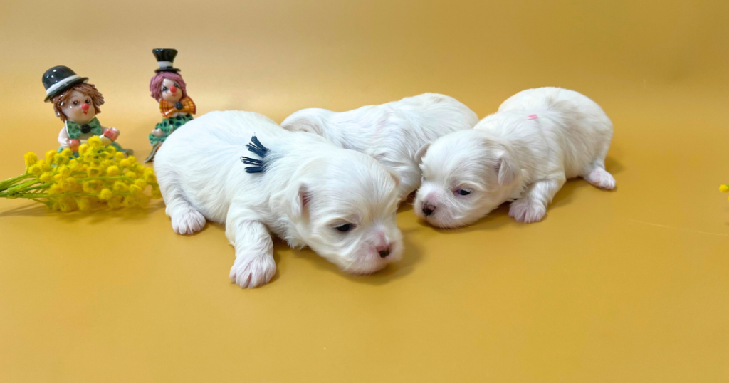 ダウラとアンディの間に生まれたマルチーズの赤ちゃん3頭。しっかりした骨格と健康的な被毛