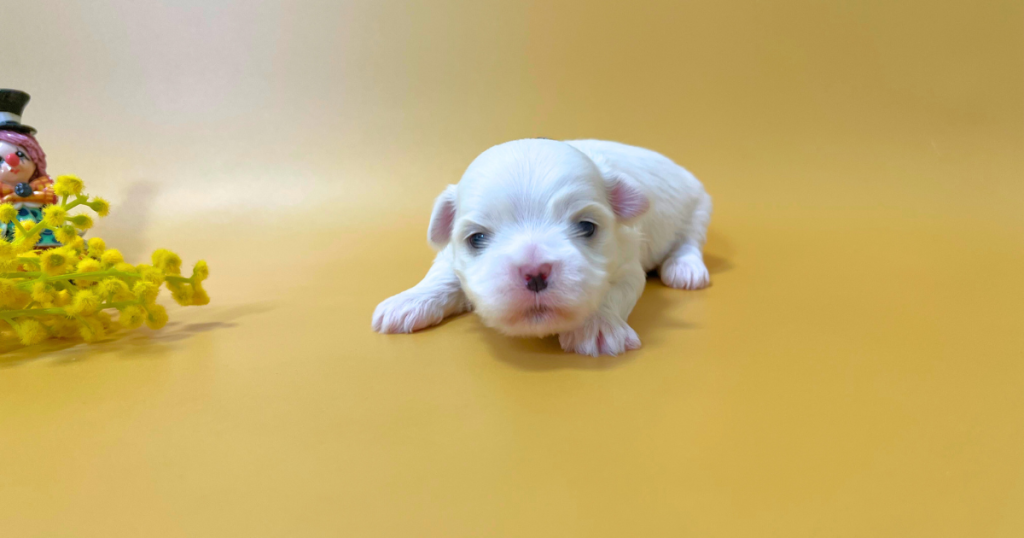 12月19日生まれのマルチーズ子犬のアップ写真。母乳を飲んで育った健康的な体つき