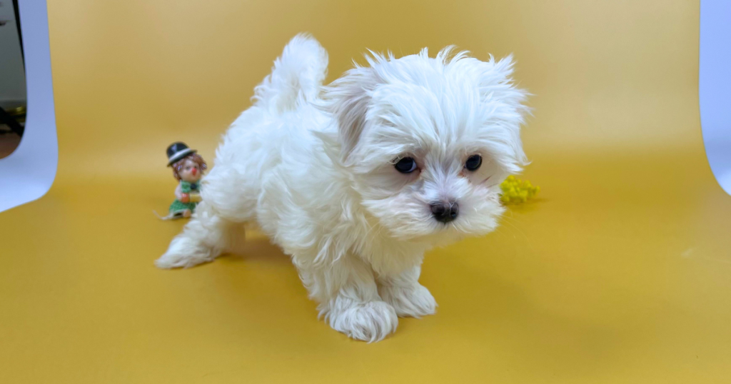 黄色の背景のうえで元気いっぱいに立つ、純血種マルチーズの長男くんの可愛い子犬写真(2月17日撮影・ダウラの子)
