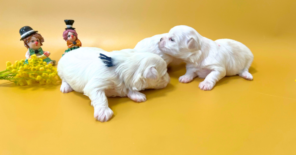 2025年12月19日生まれマルチーズの子犬(母犬ダウラ)生後約3週間の様子