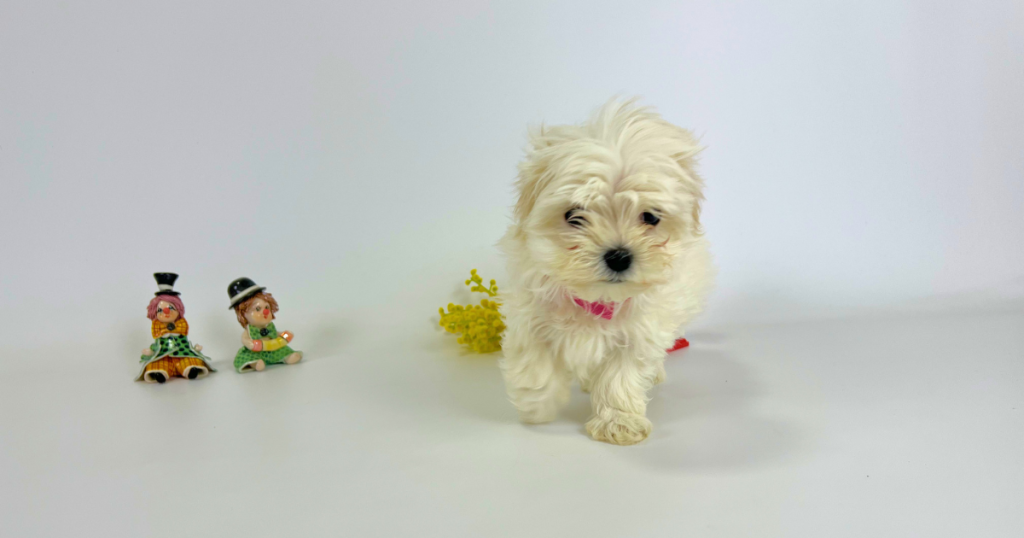 ピンクのリボンをつけた純血種マルチーズの白い子犬「ロンちゃん」（マナの次女）の可愛い写真