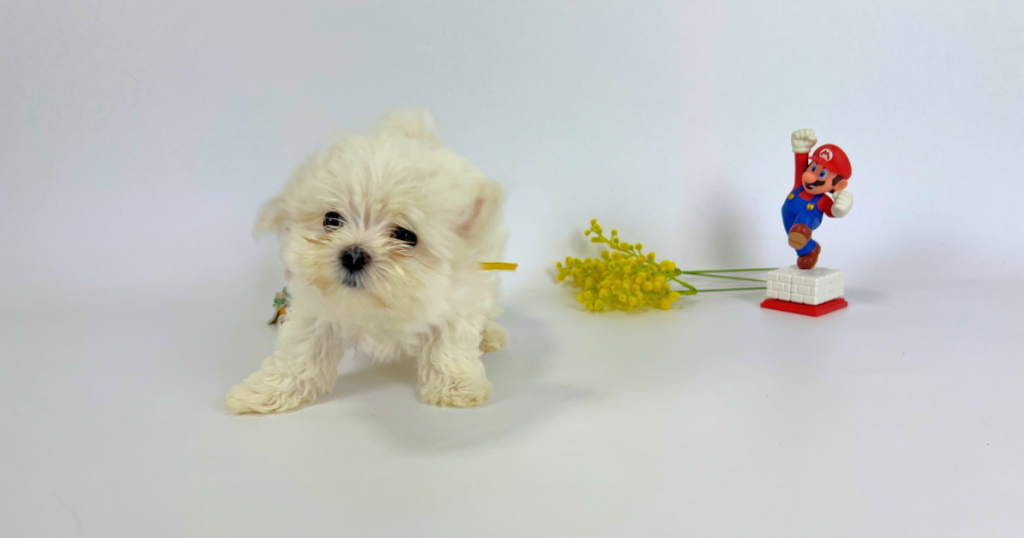 黄色いリボンをつけた純血種マルチーズの白い子犬「さくらちゃん」(マナの三女)の可愛い写真