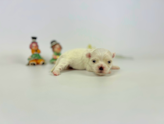 マナの男の子（長男）