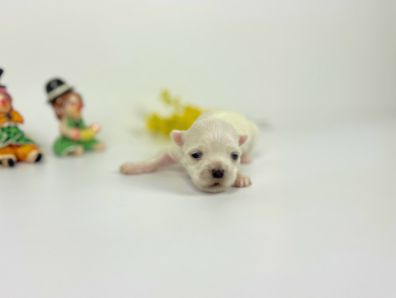 マナの女の子（長女）