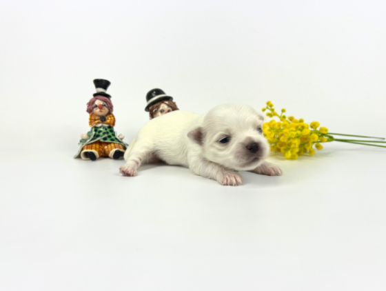 マナの男の子（次男）