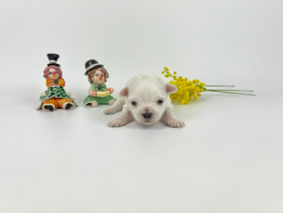 マナの女の子（次女）