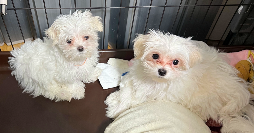 サークルの中で寄り添ってこちらを見つめる、ダウラが出産した白いマルチーズの子犬の姉妹（長女と次女）。