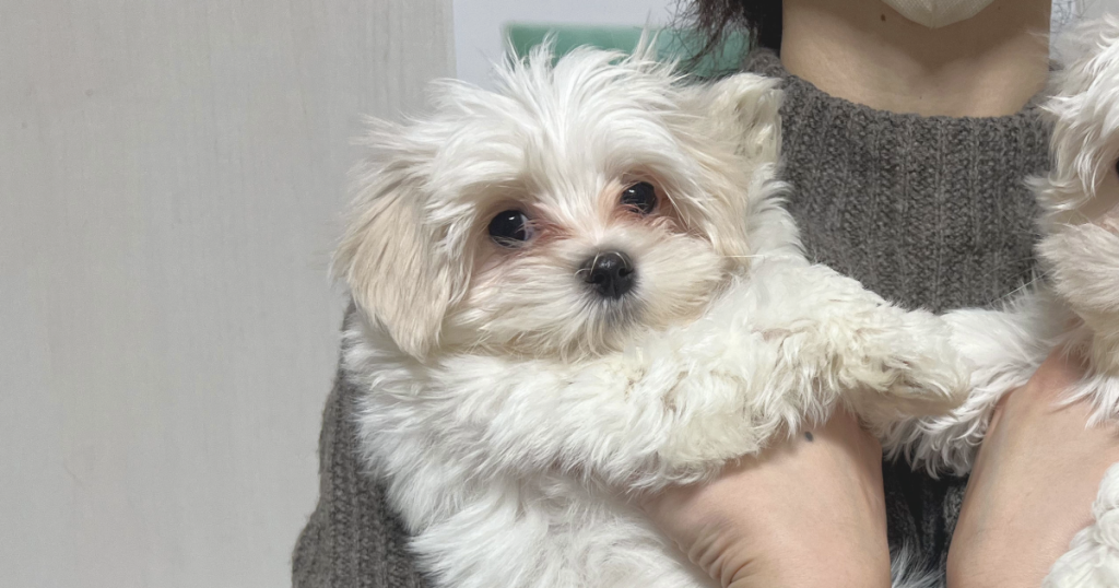 人に優しく抱っこされて真っ直ぐこちらを見つめる、ご家族募集中のふんわりとした白いマルチーズの子犬（長女）。