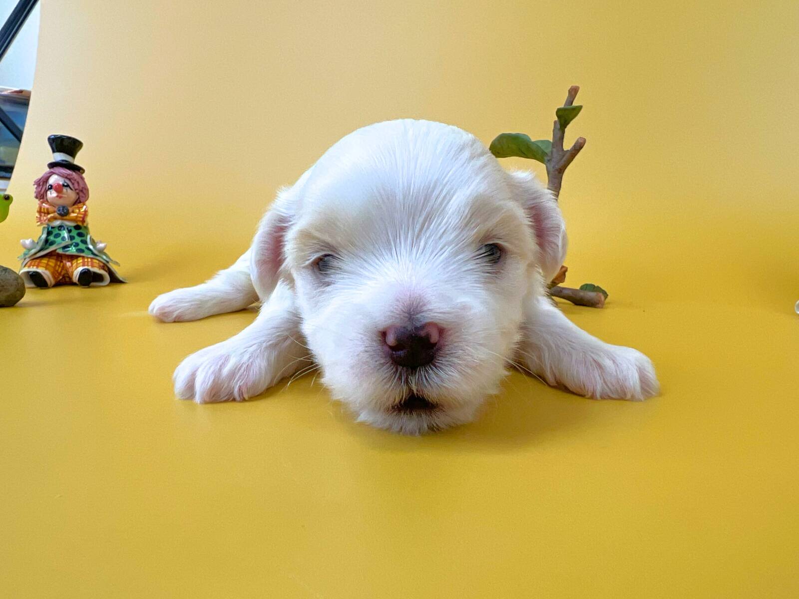 うつ伏せの姿勢でこちらを真っ直ぐに見つめるマルチーズの子犬。純白の柔らかな被毛に包まれ、黒く色素の乗った鼻と愛らしい目が特徴的な生後17日目の姿。