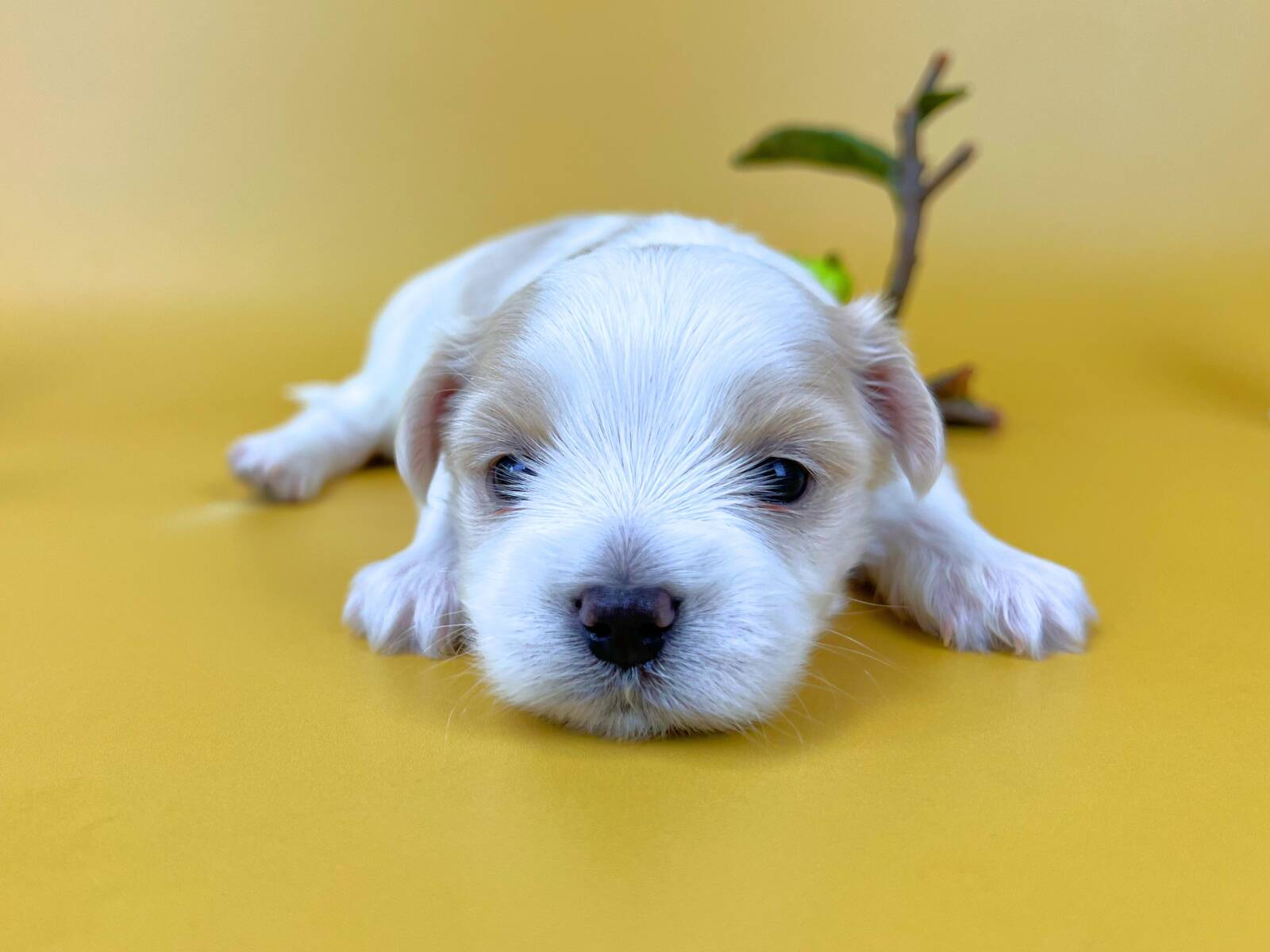 うつ伏せの姿勢でこちらをじっと見つめているマルチーズの子犬。純白の被毛と耳の周りにある淡いベージュの毛色が美しく、黒く澄んだ大きな目と黒い鼻が愛らしい。
