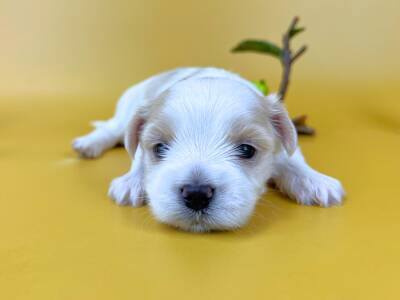 うつ伏せの姿勢でこちらをじっと見つめているマルチーズの子犬。純白の被毛と耳の周りにある淡いベージュの毛色が美しく、黒く澄んだ大きな目と黒い鼻が愛らしい。