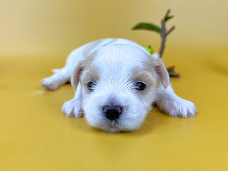 うつ伏せの姿勢でこちらをじっと見つめているマルチーズの子犬。純白の被毛と耳の周りにある淡いベージュの毛色が美しく、黒く澄んだ大きな目と黒い鼻が愛らしい。