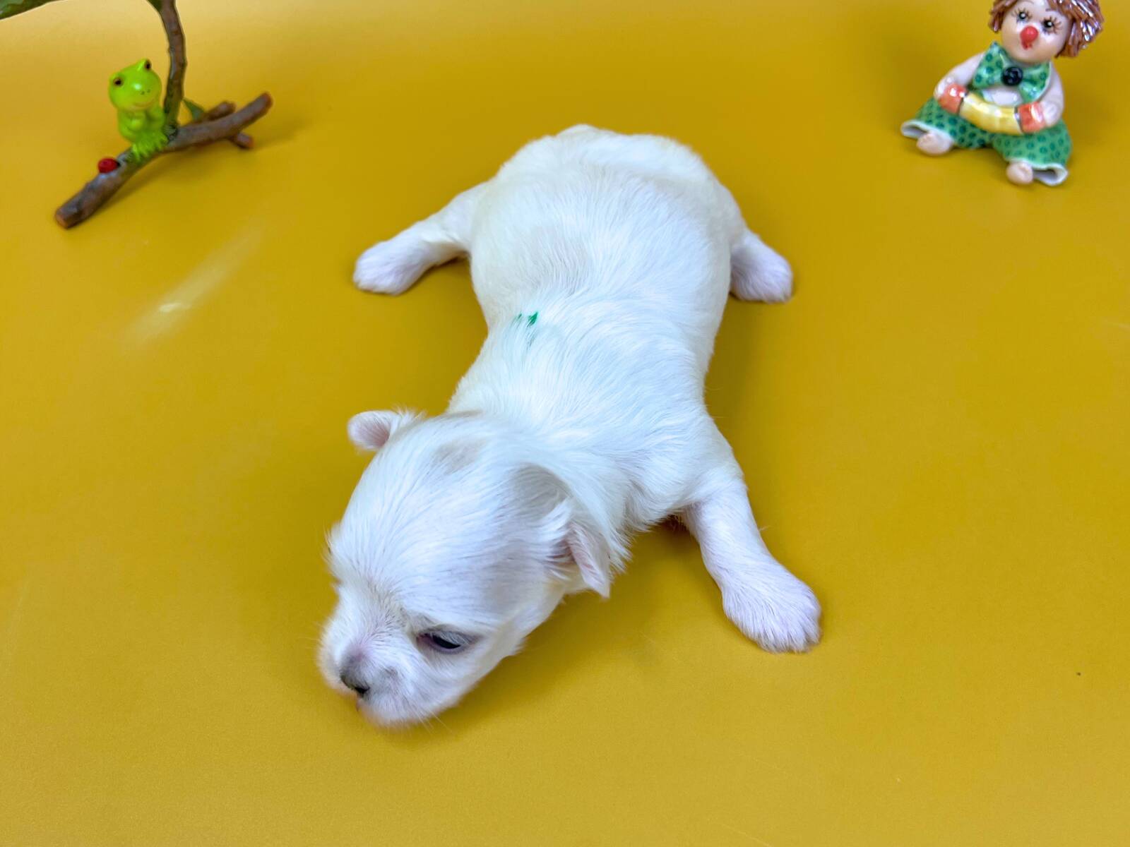 少し斜め上の俯瞰アングルから撮影された、うつ伏せの姿勢でリラックスしているマルチーズの子犬。背中に緑色の識別用の印があり、純白の柔らかな毛並みと頭部から耳にかけて淡いレモンカラーがある男の子の状態。