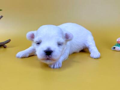 まだ目が開いていない伏せ姿のマルチーズの子犬。純白で柔らかな毛並み、ほんのりピンク色の耳、黒い鼻をした男の子の状態。