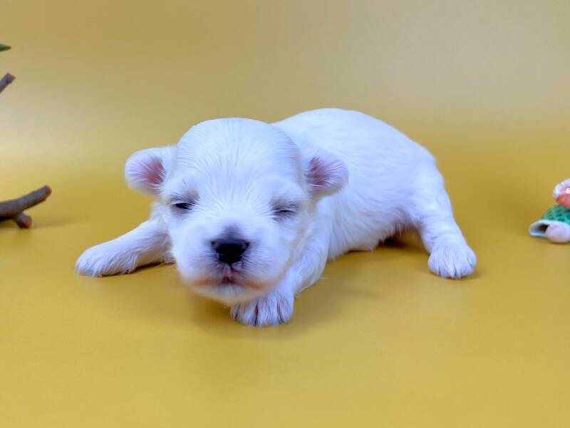 まだ目が開いていない伏せ姿のマルチーズの子犬。純白で柔らかな毛並み、ほんのりピンク色の耳、黒い鼻をした男の子の状態。