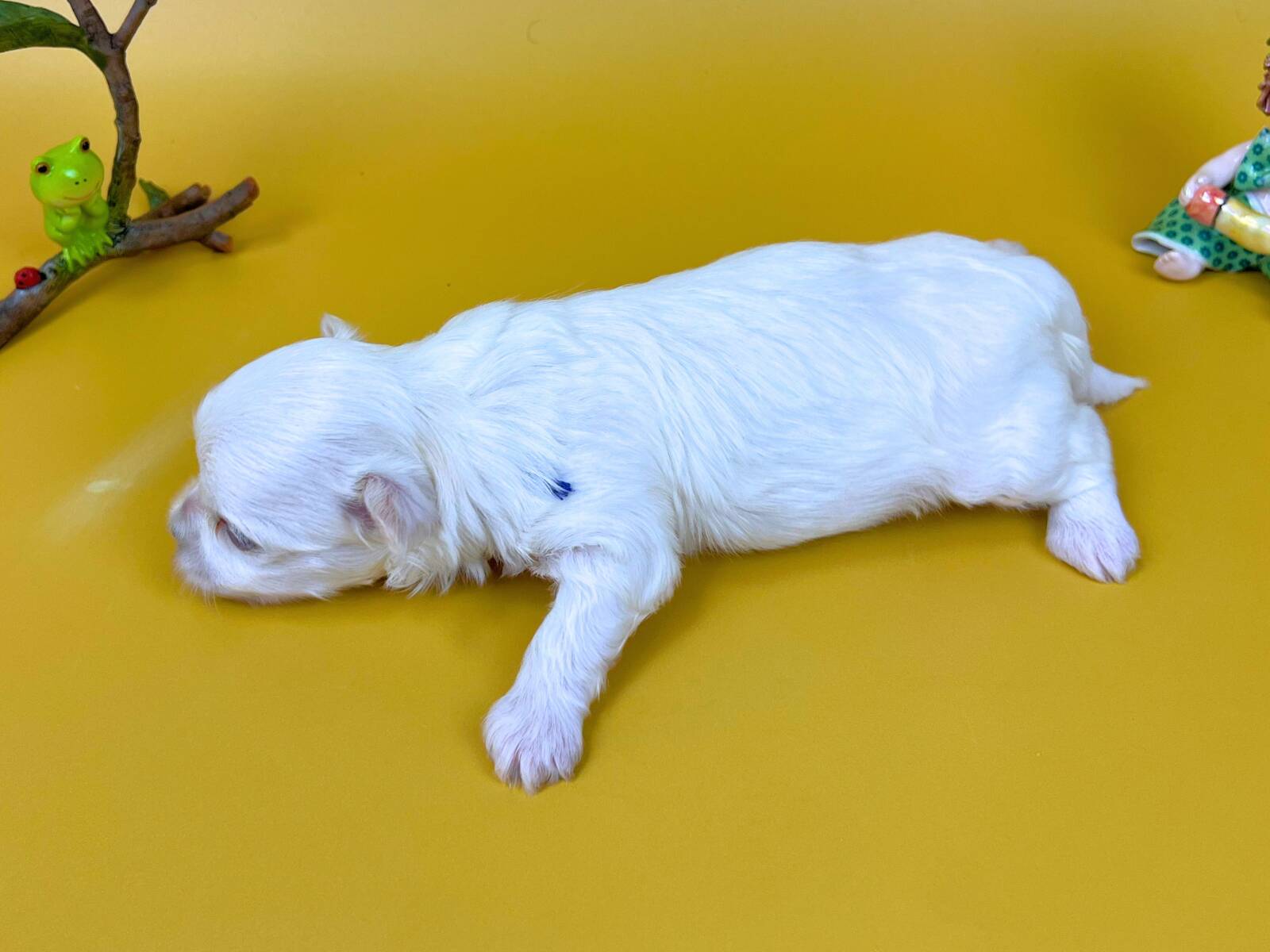 横向きの姿勢で体を伸ばし、リラックスして過ごしているマルチーズの子犬。背中に青い識別用の印があり、純白の柔らかな毛並み、ほんのりピンク色の耳をした男の子の状態。