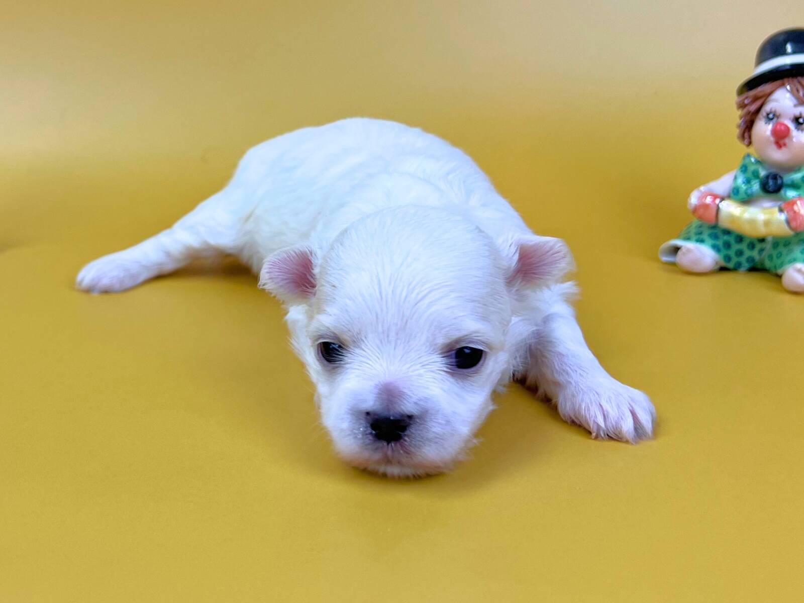 うっすらと目が開き始めた伏せ姿のマルチーズの子犬。純白で柔らかな毛並み、ほんのりピンク色の耳、黒い鼻と黒い瞳をした男の子の状態。