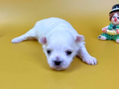 うっすらと目が開き始めた伏せ姿のマルチーズの子犬。純白で柔らかな毛並み、ほんのりピンク色の耳、黒い鼻と黒い瞳をした男の子の状態。