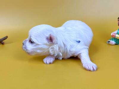横向き（左向き）の姿勢で少し頭を上げ、真横をじっと見つめているマルチーズの子犬。背中に青い識別用の印があり、純白の柔らかな被毛、ほんのりピンク色の耳をした男の子の状態。