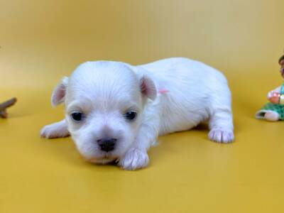 パッチリと開いた綺麗な黒い瞳で、前方をじっと見つめているマルチーズの子犬。純白の柔らかな毛並み、ほんのりピンク色の耳、黒い鼻をした女の子の状態。