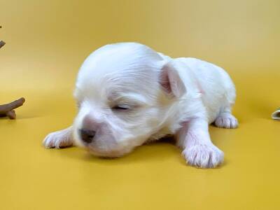 目を閉じてリラックスした様子でうつ伏せに横たわっているマルチーズの子犬。純白で柔らかな毛並み、ほんのりピンク色の耳、黒い鼻をした女の子の状態。