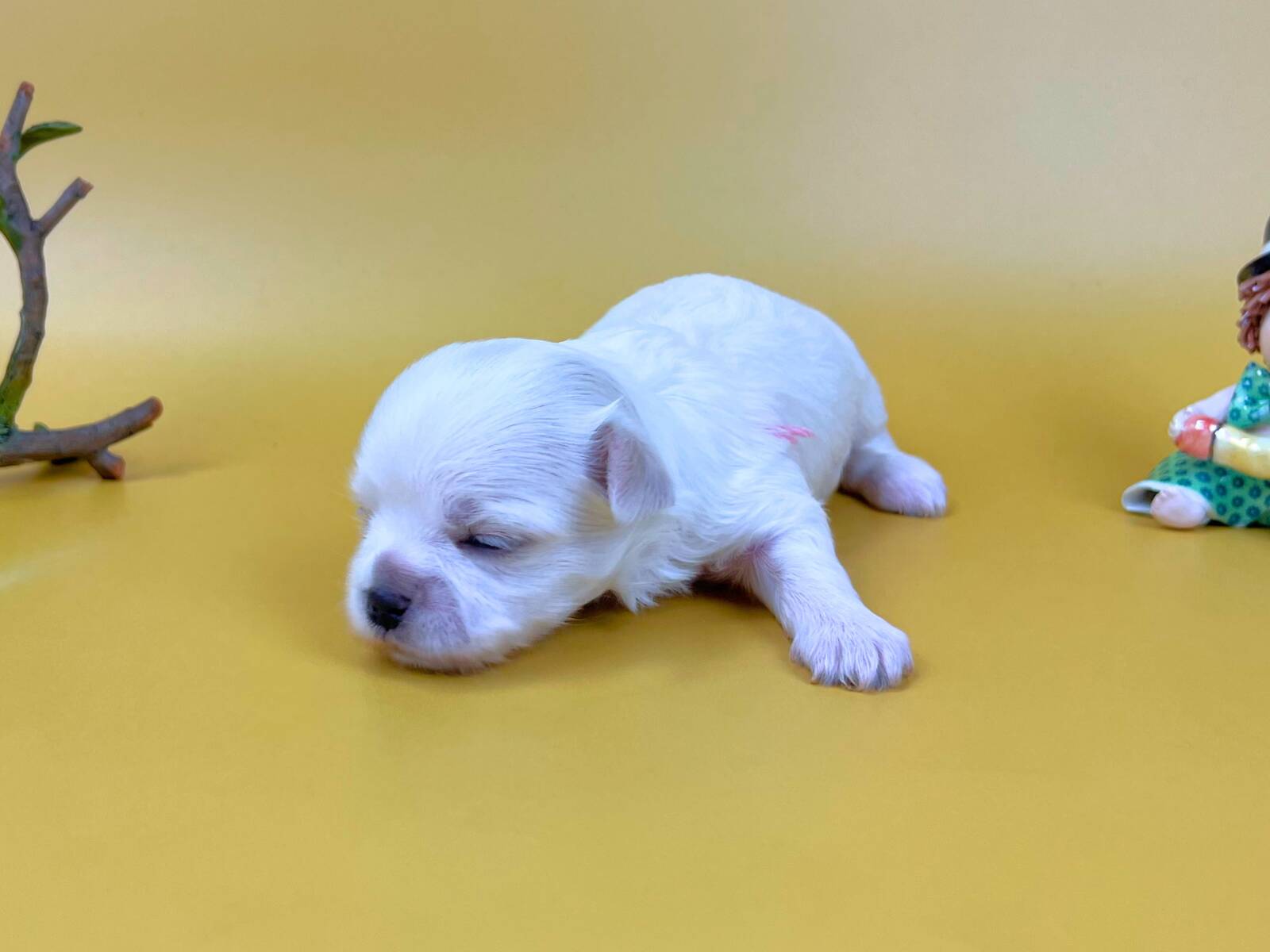 目を閉じて横たわっているマルチーズの子犬。純白で柔らかな毛並み、ほんのりピンク色の耳、黒い鼻をした女の子の状態。