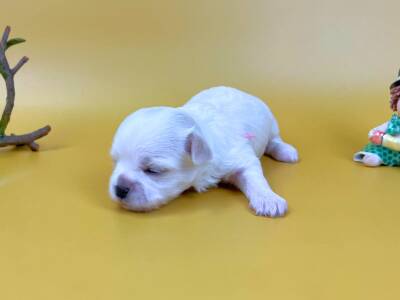 目を閉じて横たわっているマルチーズの子犬。純白で柔らかな毛並み、ほんのりピンク色の耳、黒い鼻をした女の子の状態。