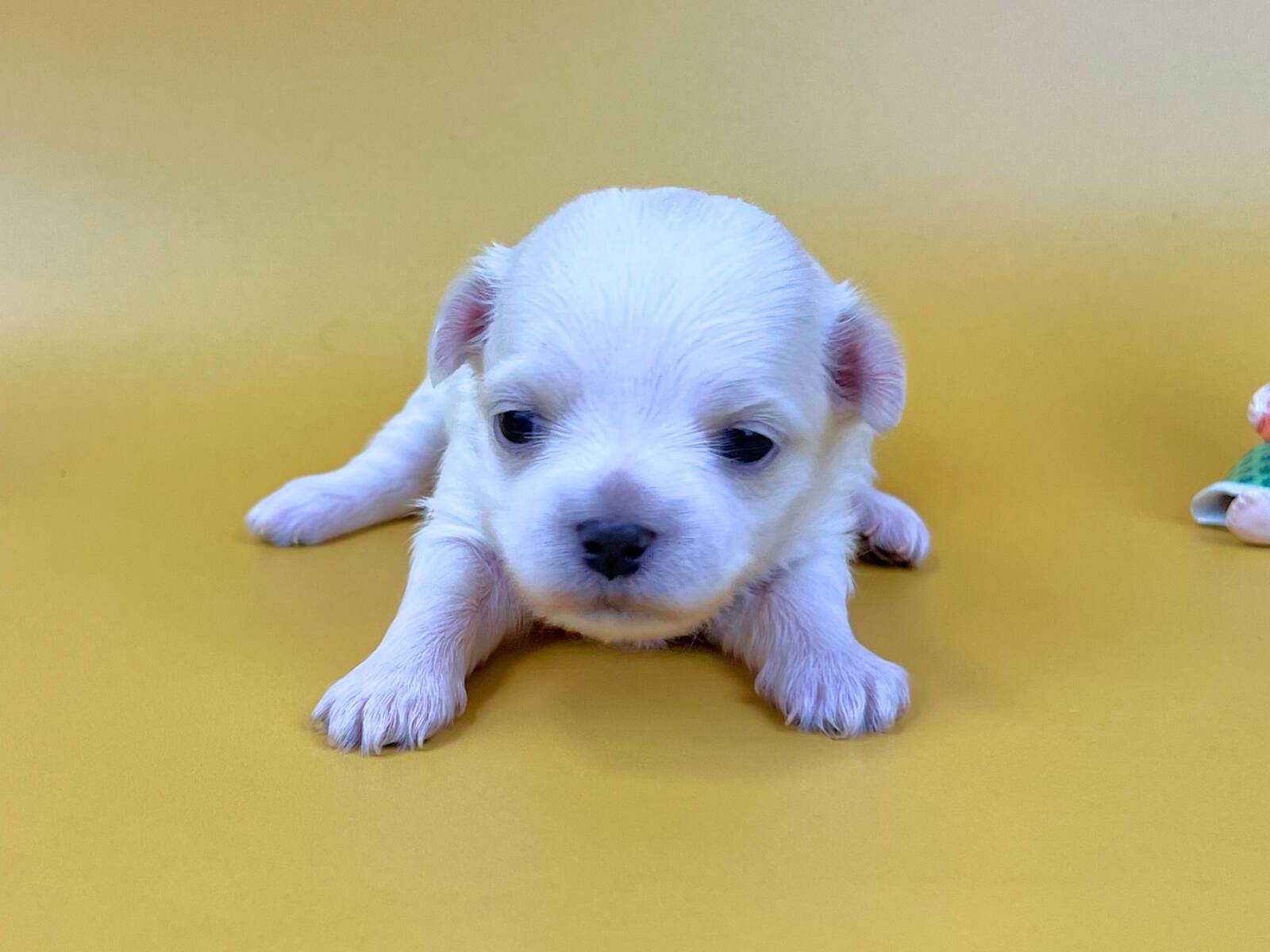両目をパッチリと開き、前足をついてこちらをじっと見つめているマルチーズの子犬。純白の柔らかな毛並み、ほんのりピンク色の耳、黒い鼻をした女の子の状態。