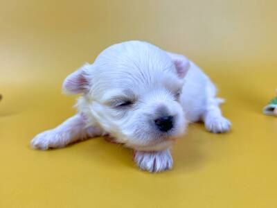 目を閉じて前足の上に顎を乗せるようにして伏せているマルチーズの子犬。純白で柔らかな毛並み、ほんのりピンク色の耳、黒い鼻をした男の子の状態。