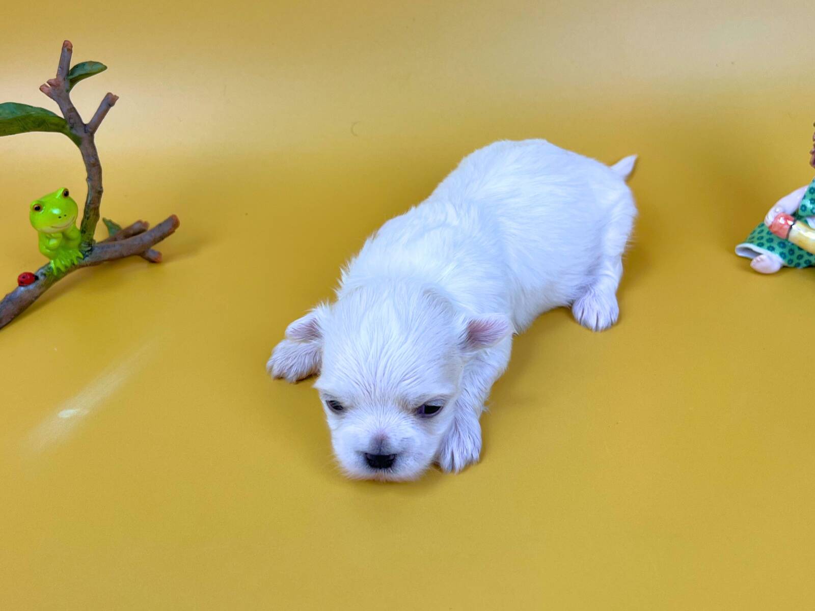 うつ伏せの姿勢で黒い目をしっかりと開き、前方をじっと見つめているマルチーズの子犬。純白の滑らかな毛並み、ほんのりピンク色の耳、黒い鼻をした男の子の状態。