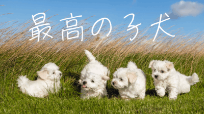 最高の子犬_000